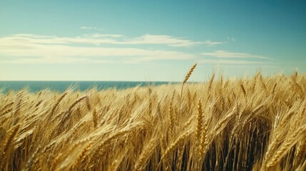 Wall Mural - Golden wheat sways gently under bright sky, creating serene land