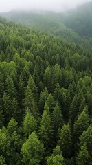  Majestic Mountain Forest: Lush Green Canopy