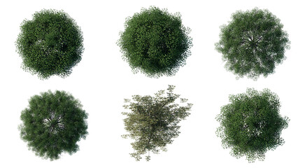 Wall Mural - tree top view plant landscape architecture nature garden aerial render. trees branch isolate collect