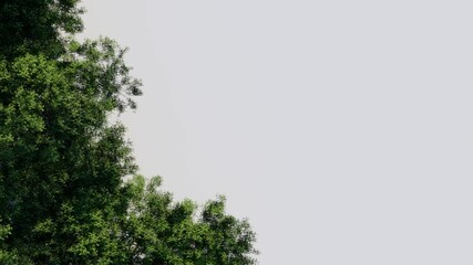 Wall Mural - tree top view plant landscape architecture nature garden aerial render. trees branch isolate collect