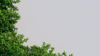 Wall Mural - tree top view plant landscape architecture nature garden aerial render. trees branch isolate collect