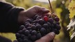 © Sukon - Grapes being carefully picked by an experienced farmer.