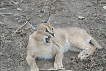 Caracal Karakal Cat Africa Afrika 