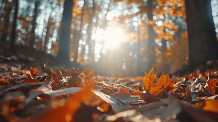 Wall Mural - Magical Autumn Landscape with Vibrant Foliage and Warm Sunlight in Forest