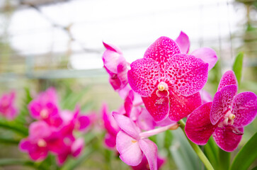 Wall Mural - Orchids blooming in the Orchid Botanical Garden Soft focus image