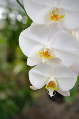 Wall Mural - Orchids blooming in the Orchid Botanical Garden Soft focus image