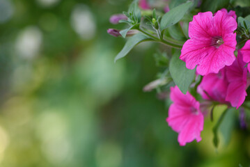 Wall Mural - pink petunia against a blurred green background with copy space