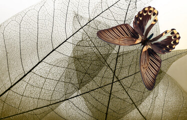 Fototapete - bright tropical swallowtail butterfly on skeletonized leaves. natural brown background