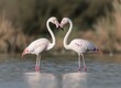 © Carlos - Two flamingos standing in a body of water