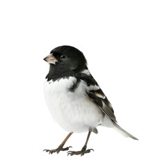 Wall Mural - Realistic depiction of a sparrow perched on a clean transparent background showing intricate details of feathers