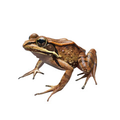 Wall Mural - Detailed Close-Up of a Dart Frog Isolated on a Clean transparent background for Stock Photography