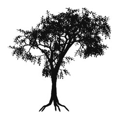 timeless trees: elegant silhouettes in nature.