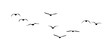 © Birol Dincer  - png flock of birds silhouette isolated on transparent clear background