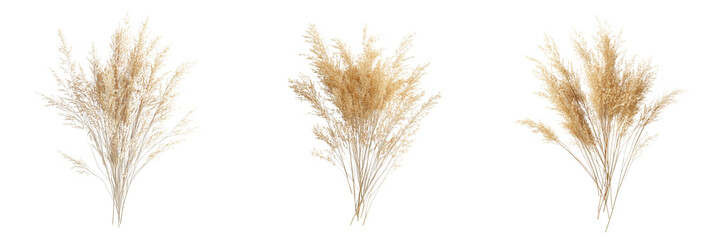 Set of Pampas grass in soft pastel shades arranged elegantly on a clean white background on transparent png background