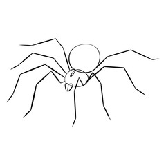 Wall Mural - Spider line drawing on white isolated background