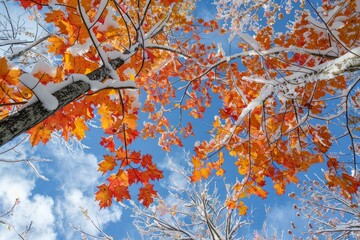 Poster - Bright orange maple leaves covered with fresh snow create a stunning contrast against the clear blue sky