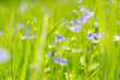 Gamander, Gentiana Verna, dziki niebieski polny kwiat 