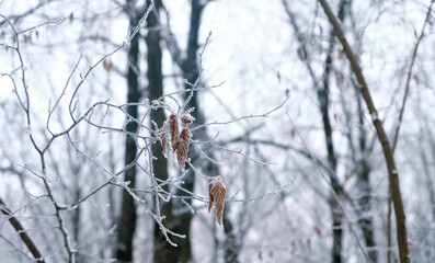 Wall Mural - winter nature background. Beautiful hoarfrost covered tree branches, winter forest landscape. frosty cold weather. first snow. 