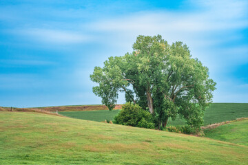 Nature landscape countryside scene of a single tree on rolling green rural hills with blue sky