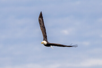 Wall Mural - eagle in the sky