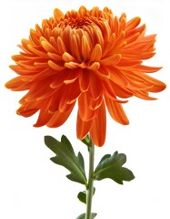 Poster - Studio shot of a single, vibrant orange chrysanthemum in full bloom, isolated on a pure white background, showcasing its delicate petals and green leaves