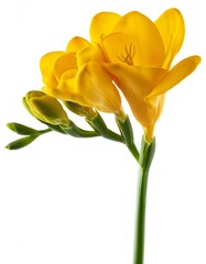 Wall Mural - Fresh yellow freesia stem bearing delicate blooms and unopened buds, gracefully positioned against crisp white backdrop