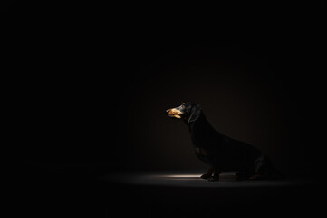 Sticker - beautiful artistic portrait of dachshund dog black background and surrounding with ray of light