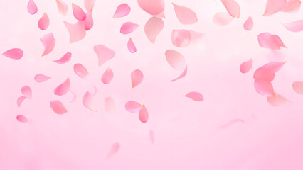 Leinwandbilder - Petals falling gently against a soft pink background during a tranquil spring afternoon