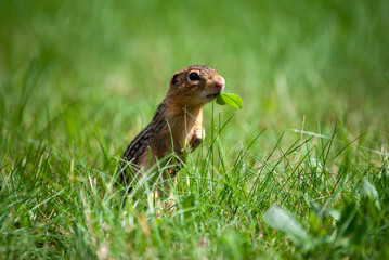 Thirteen-lined ground squirrel eating 