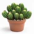 © Hammam - Stunning Potted Cactus: A Vibrant Display of Green Spines and Thorns. Perfect for Home Decor or Botanical Enthusiasts.