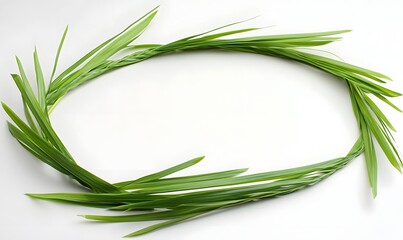 Oval frame of fresh green grass blades on white background.