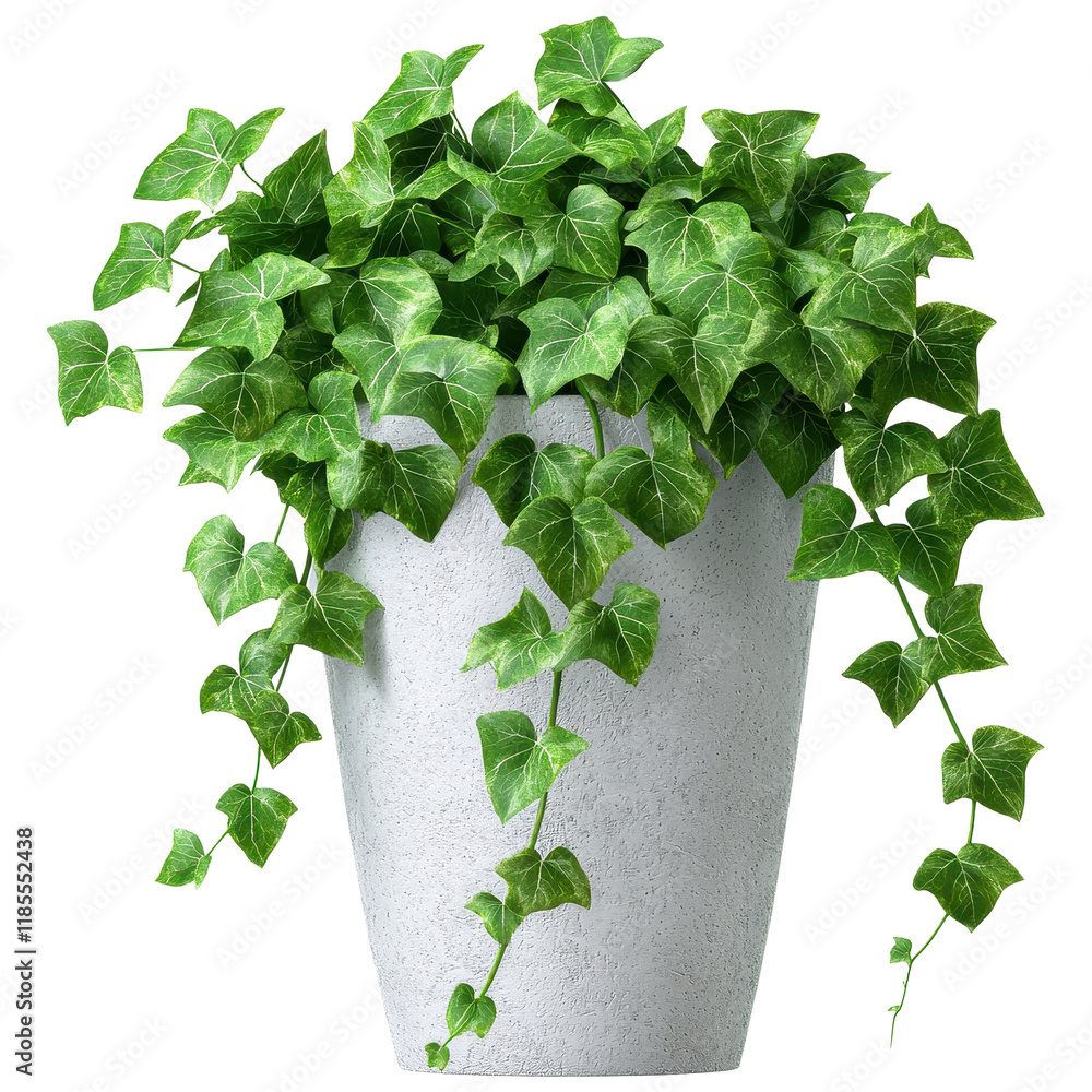 Potted green ivy plant with lush foliage on a transparent background ...