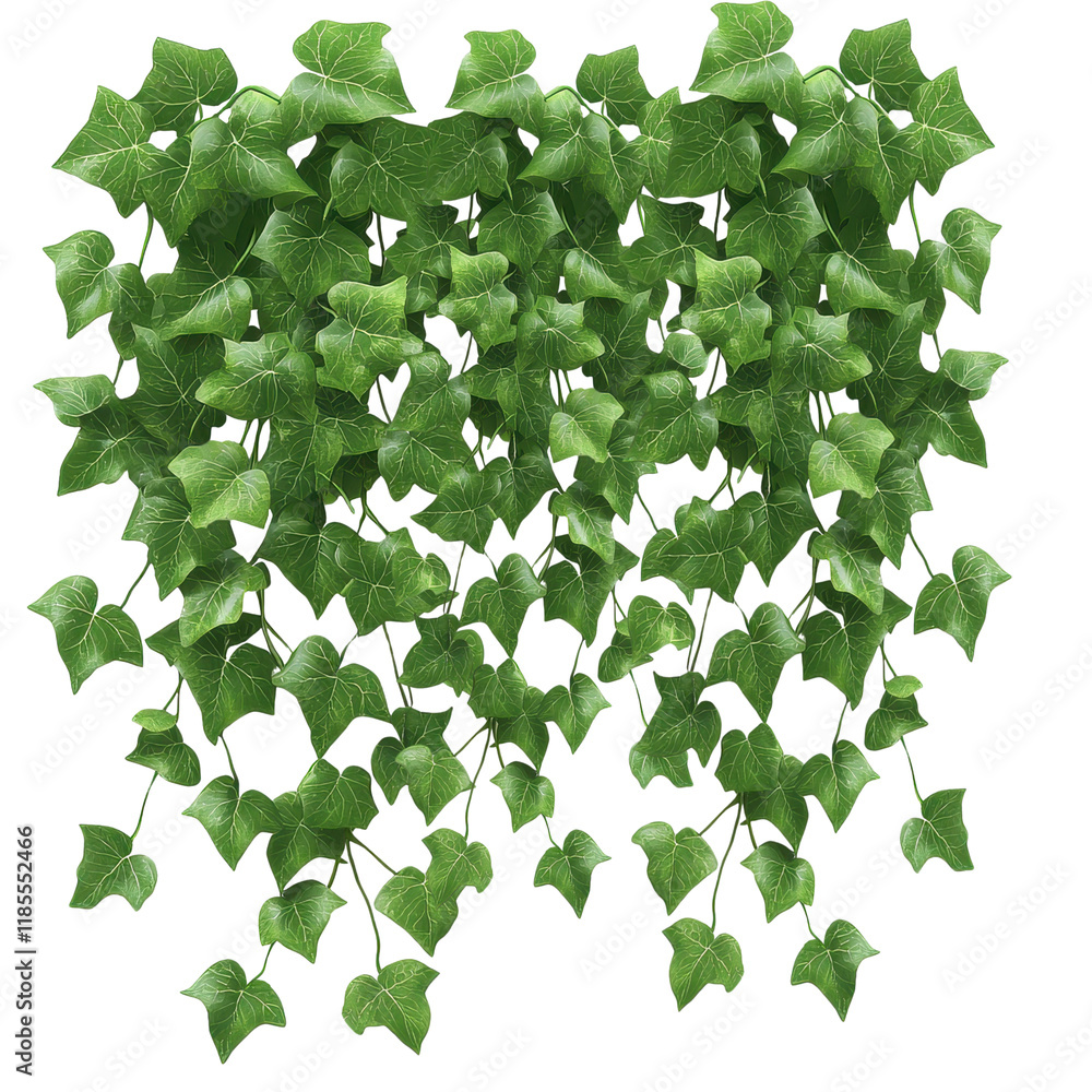 Hanging green ivy plant with cascading leaves on a transparent ...