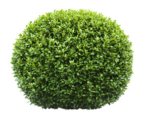 Round green bush tree on transparent background