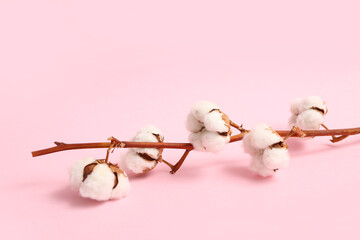 Canvas Print - Beautiful cotton branch on pink background