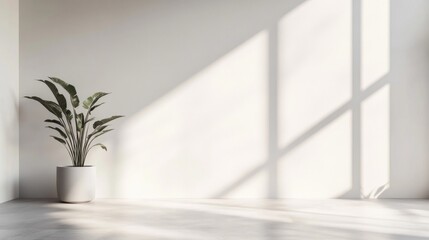 Wall Mural - Minimalist room interior with plant and sunlight.