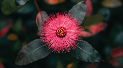 Wall Mural - Vibrant Pink Flower Surrounded by Green Leaves in Nature's Blooming Display