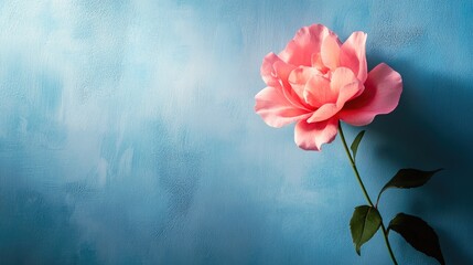 Wall Mural - delicate pink rose against a textured blue background showcasing floral beauty and tranquil aesthetics