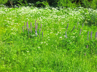 Wall Mural - tall grass in the field in summer