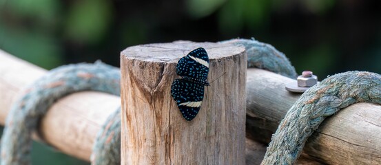 Vibrant blue starry night cracker butterfly on a wooden post with a blurred natural background