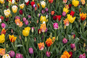 Wall Mural - A melange of colorful tulips blooming in a garden