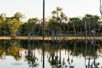 Wall Mural - tropical landscape with palm trees reflecting in a calm lake at sunset, showcasing lush greenery