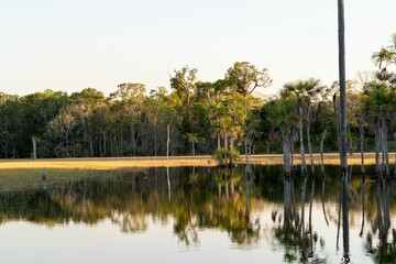 Wall Mural - view of lush tropical trees reflecting in a tranquil lake under a clear sky