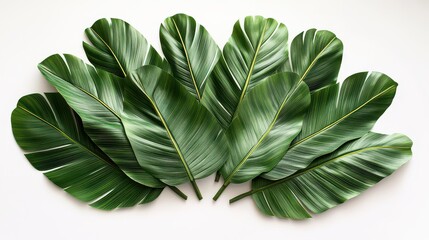 Wall Mural - Lush green tropical leaves arranged in a fan shape on a white background.