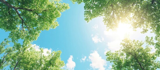 Leinwandbilder - The blue sky and green leaves of the trees created a beautiful view in summer. with copy space image. Place for adding text or design