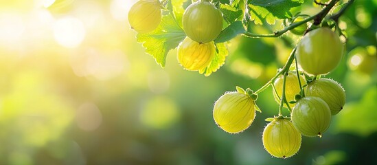 Aufkleber - Star gooseberry on a tree in the morning light Close up with copy space for text Concept of organic fruit