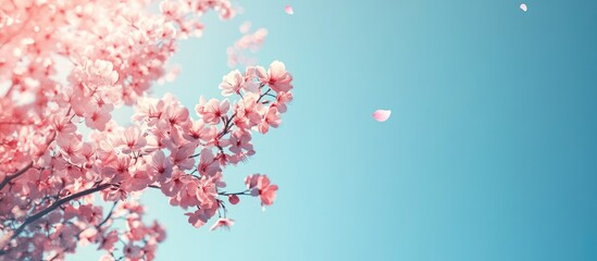 Aufkleber - Fruit tree blossoms set against a clear blue sky for backgrounds. with copy space image. Place for adding text or design