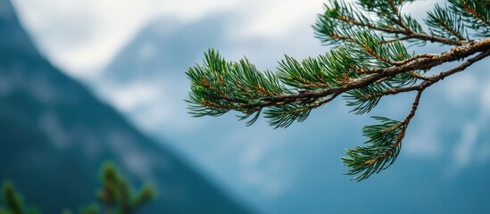 Leinwandbilder - Close up of a cedar branch set against a mountainous backdrop. with copy space image. Place for adding text or design