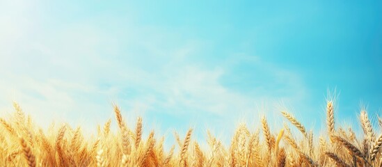 Poster - Ripe wheat field against a blue sky ready for harvest crops with copy space for text