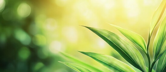 Poster - Closeup view of an appealing green grass leaf against a blurred green backdrop in a garden featuring copy space serves as a natural background for a green plants landscape ecology and fresh wallpap